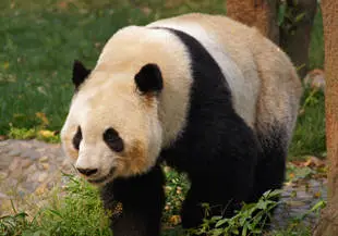 8-day Sichuan Getaway with Panda Encounter
