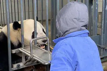 Chengdu Panda Volunteer Tour