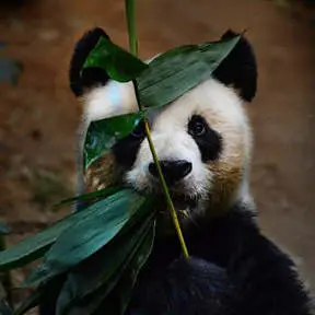Chengdu