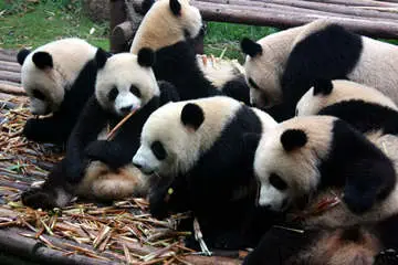 Giant Panda