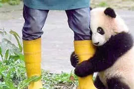 Bifengxia Panda Base