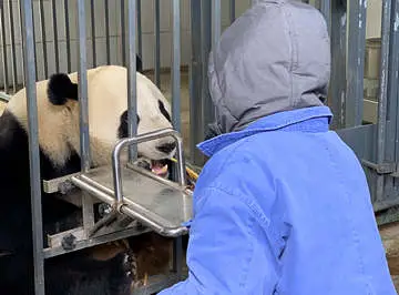 Short Tours from Chengdu