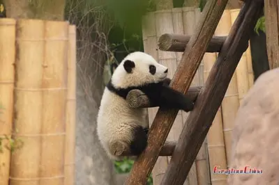 Visit Giant Panda in China