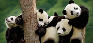Giant Panda Guide