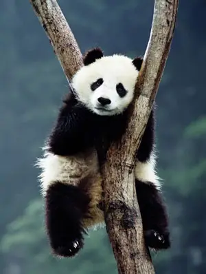 Panda in Chengdu Panda Base