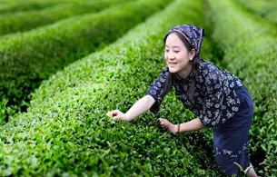 China Tea Culture Tour