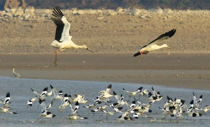 Poyang Lake Birding