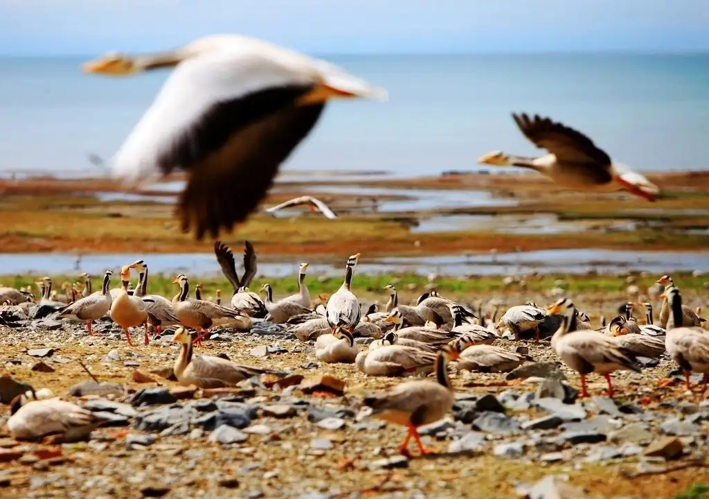 China Silk Road Qinghai Lake and Bird Island