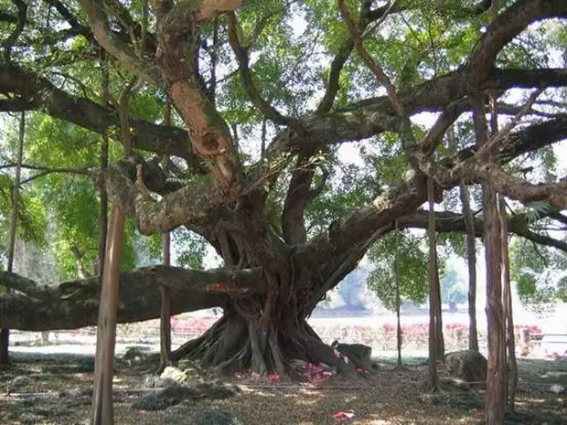 big banyan tree yangshuo