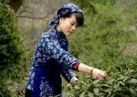Fujian Tea Culture tour to Anxi and Mt. Wuyi