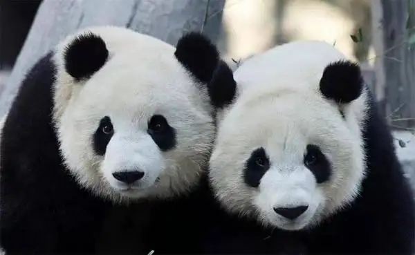 Visit Giant Panda at Beijing Zoo