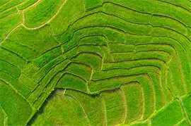 Rice Terraces in China