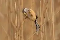 Bird Watching Tour to Tianjin with the Newly Opened Birding Festival