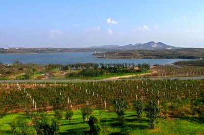 The Vineyard of Chateau JunDing