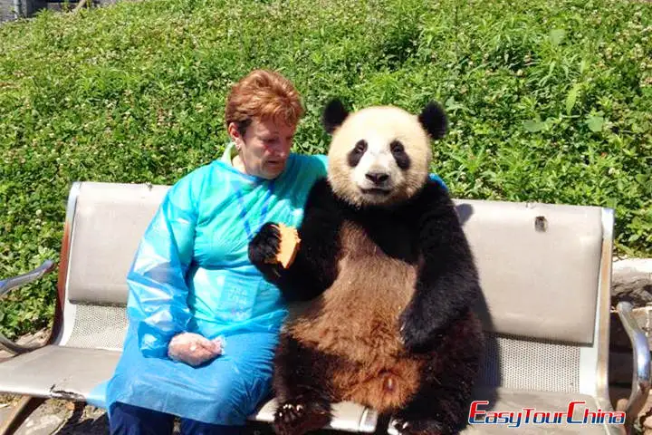 Bifengxia Panda Base Volunteer Tour