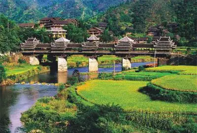 Making Sour Plum Wine in Sanjiang