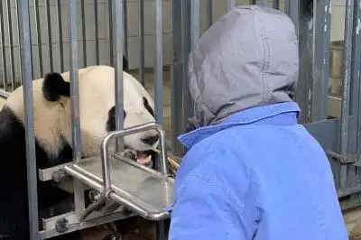 Giant Panda Volunteer Program