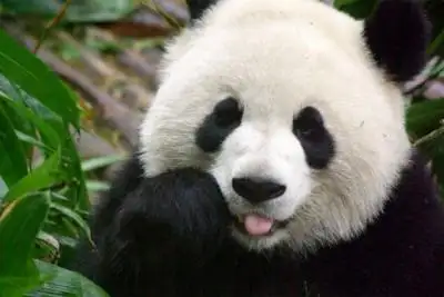 Visit Panda in Chengdu