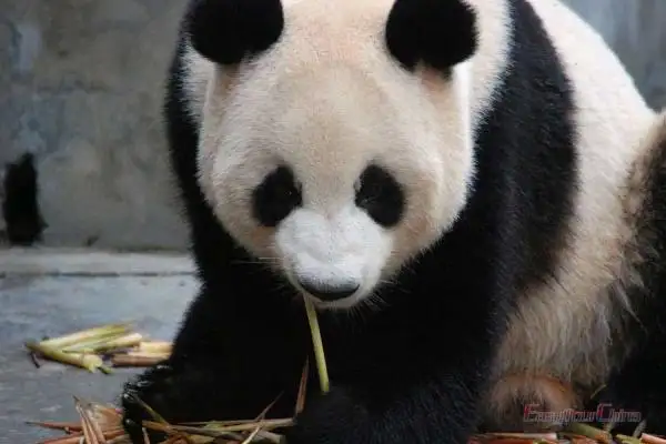 Visit giant panda in China in summer