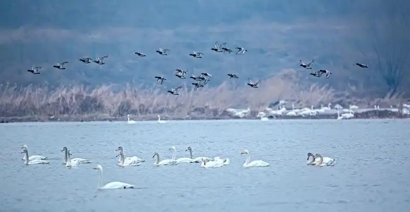 Trip to Swan Lake China