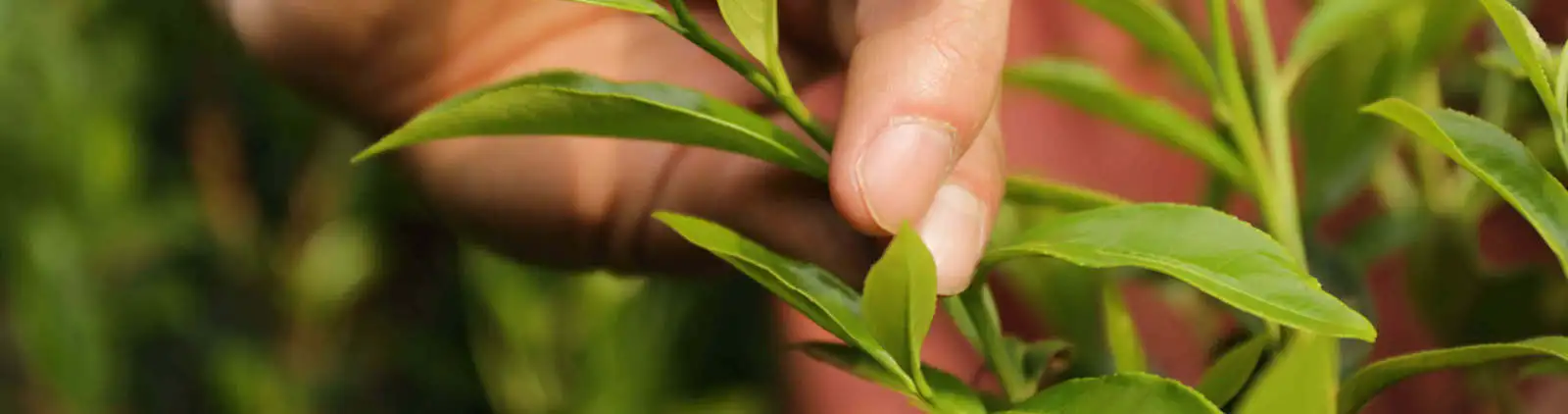 China Tea Tours