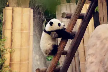 Tours from Chengdu