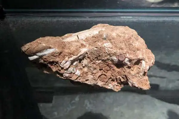 Bone fossil unearthed from the archaeological site of Longgupo