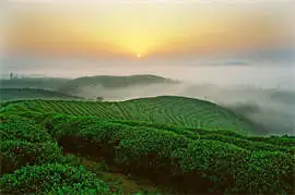 Anxi Tieguanyin Tea