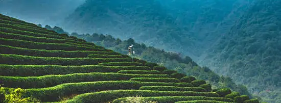 8-day China Tea Impression Tour