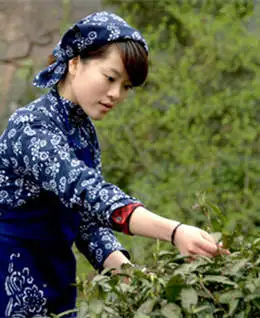 12-day China Tea Culture Tour