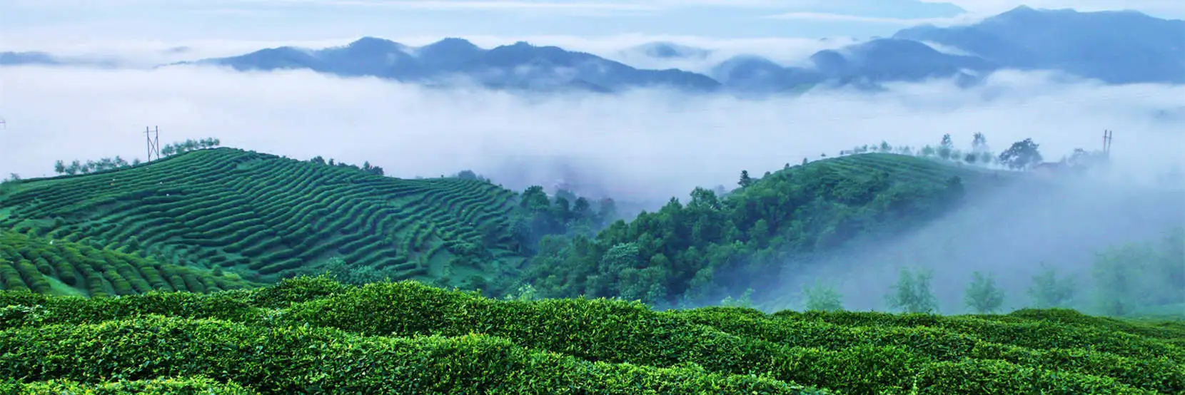 Chinese Tea Culture