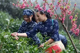 Huangshan Maofeng Tea