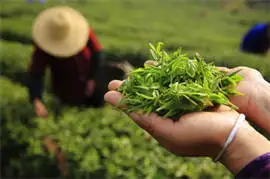 Lushan Yunwu Tea