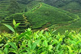 Wu Yi Rock Tea