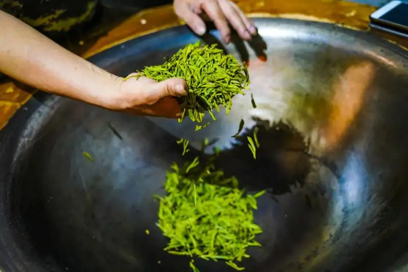 China tea processing experience