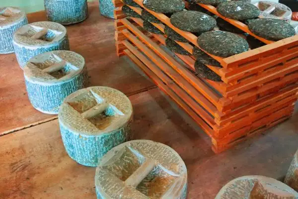 Tour to Birthplace of Puer Tea