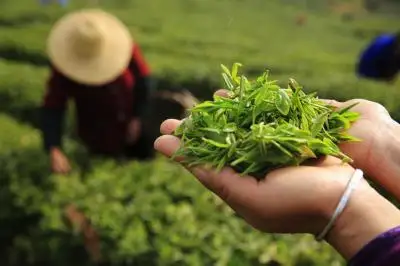 Huangshan Tea Culture Tour