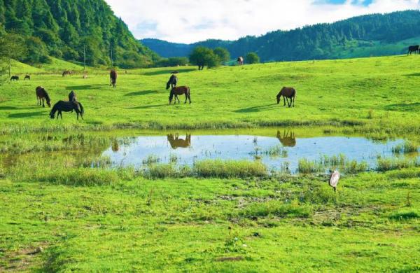 Wulong Fairy Mountain