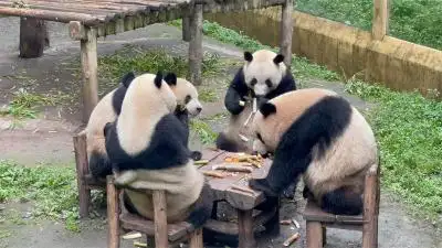 Chongqing Zoo
