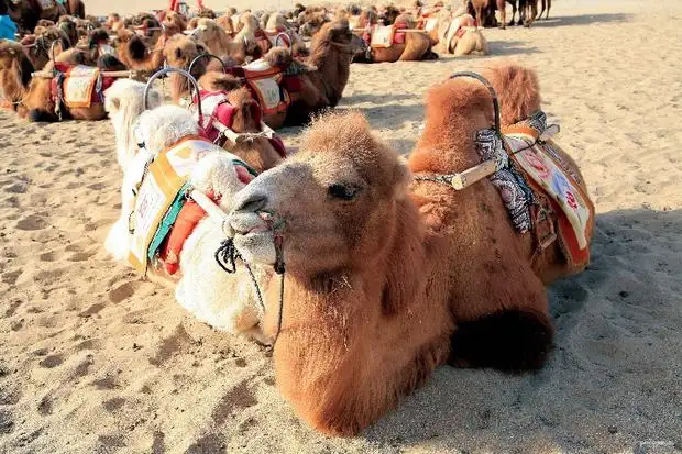 Camel riding on Singing Sand Dunes Dunhuang