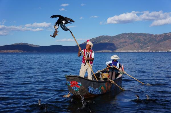 Erhai Lake Cormorant fishing