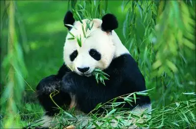 Panda & Giant Buddha Join-in Tour