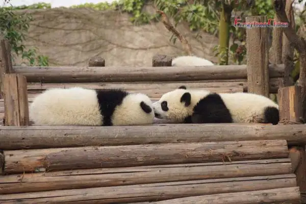 Visit Chengdu Panda Base