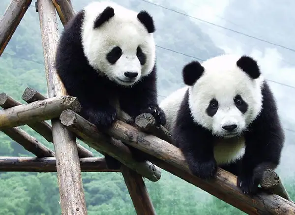 Trip to Chengdu Giant Panda Reserve