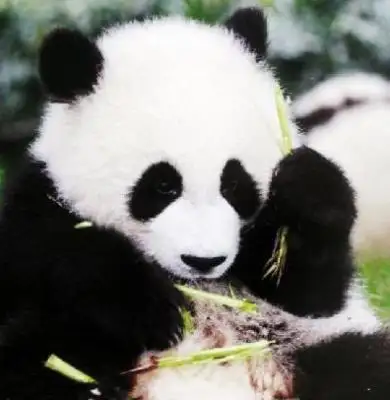 6 Days Highlights of Chengdu & Chongqing Tour for Muslims by AirAsia