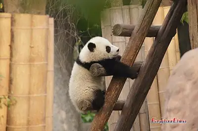 10-day China Panda Tour
