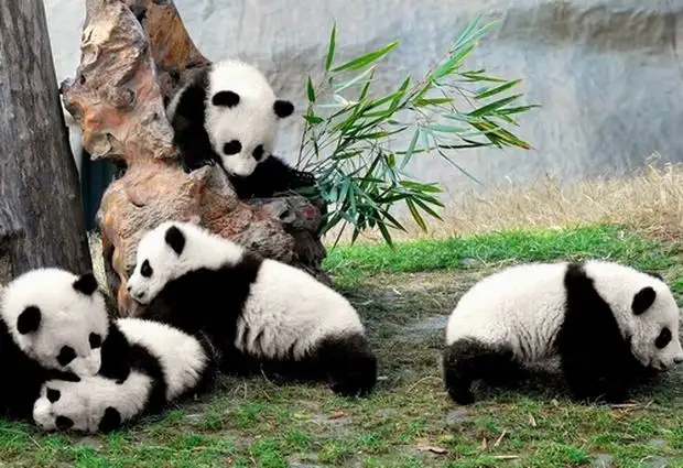 Chengdu Panda Center