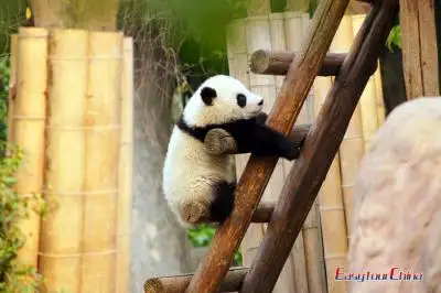 China Family Tour