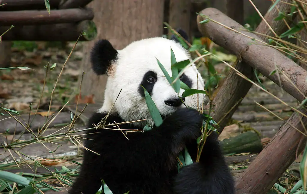 Panda Breeding and Research Center