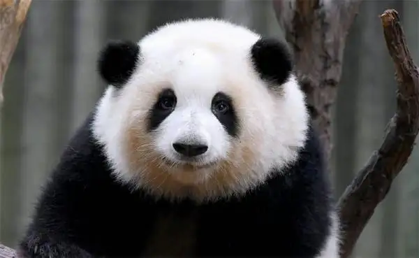 Famous giant panda in China - Huahua